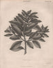 Drimys Winteri (winter's bark or canelo). BRITANNICA 1860 old antique print