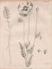 Papaver Rhoeas (common corn field Flanders red poppy, coquelicot, headwark) 1860