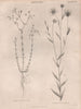Linum Catharticum. Linum usitatissimum (Fairy flax, Flax). BRITANNICA 1860