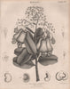 Anacardium occidentale (Cashew Nut Tree). BRITANNICA 1860 old antique print