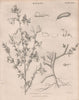 Sarothamnus Scoparius  (Cytisus scoparius, common, Scot's or Scotch broom) 1860