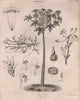 Carica Papaya (Papaw Tree). Harrimanella hypnoides (moss bell heather) 1860