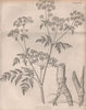 Conium maculatum (poison hemlock). BRITANNICA 1860 old antique print picture