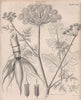 Oenanthe crocata (water dropworts). BRITANNICA 1860 old antique print picture