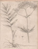 Valeriana officinalis (Valerian). BRITANNICA 1860 old antique print picture