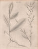 Lactuca Virosa (wild/bitter/opium/poisonous/tall lettuce rakutu-karyumu-so) 1860