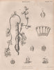 Cuscuta verrucosa (dodder). BRITANNICA 1860 old antique vintage print picture