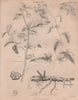 Solanum nigrum (black nightshade, popolo). Solanum Dulcamara (bittersweet) 1860