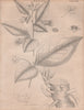 Atropa Belladonna (belladonna, deadly nightshade). BRITANNICA 1860 old print