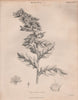 Hyoscyamus niger (henbane, stinking nightshade, black henbane). BRITANNICA 1860