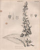 Digitalis purpurea (common foxglove, purple foxglove, lady's glove) 1860 print