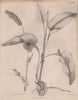 Polygonum Bistorta (bistort, common bistort). BRITANNICA 1860 old print
