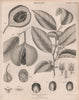 Myristica moschata (Nutmeg). BRITANNICA 1860 old antique vintage print picture