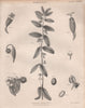 Euphorbia hypericifolia (