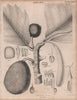Artocarpus incisa (Bread Nut, Breadnut). BRITANNICA 1860 old antique print