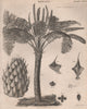 Cycas circinalis (Queen sago). BRITANNICA 1860 old antique print picture