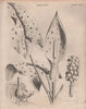 Arum maculatum (snakeshead, adder's root, wild arum lily, lords-and-ladies) 1860