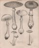 Amanita muscaria/Verrucosa (fly agaric). Protostropharia semiglobata 1860