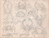 Crustacea. Corystes dentatus; Portunus puber; Podophthalmus spinosus 1860