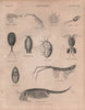 Crustacea. Phronima sedentaria; Corophium longicome; Cyamus Ceti 1860 print