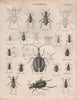 ENTOMOLOGY 2. Insects beetles. BRITANNICA 1860 old antique print picture