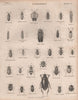 ENTOMOLOGY 4. Insects beetles. BRITANNICA 1860 old antique print picture