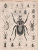 ENTOMOLOGY 6. Insects beetles. BRITANNICA 1860 old antique print picture