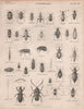 ENTOMOLOGY 7. Insects beetles. BRITANNICA 1860 old antique print picture