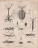 ENTOMOLOGY 9. Beetles grasshoppers locusts stick insects. BRITANNICA 1860