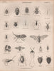 ENTOMOLOGY 10. Insects beetles flies fly. BRITANNICA 1860 old antique print