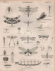 ENTOMOLOGY 11. Insects dragonflies dragonfly. BRITANNICA 1860 old print