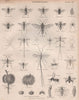 ENTOMOLOGY 12. Insects flies fly bugs. BRITANNICA 1860 old antique print