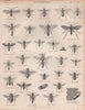 ENTOMOLOGY 13. Insects flies fly wasps bees. BRITANNICA 1860 old antique print