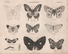 ENTOMOLOGY 14. Insects butterflies moths. BRITANNICA 1860 old antique print