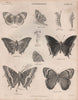 ENTOMOLOGY 15. Insects butterflies moths. BRITANNICA 1860 old antique print