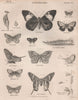 ENTOMOLOGY 16. Insects butterflies moths. BRITANNICA 1860 old antique print