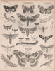 ENTOMOLOGY 17. Insects butterflies moths. BRITANNICA 1860 old antique print