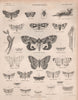 ENTOMOLOGY 18. Insects butterflies moths. BRITANNICA 1860 old antique print