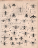 ENTOMOLOGY 19. Insects flies. BRITANNICA 1860 old antique print picture