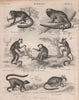 Night monkey. Marmoset. Indri. Loris. Spectral tarsier. Lemur. Bushbaby 1860