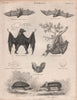 Horseshoe bat. Parti-coloured bat. Flying fox. Colugo. Hedgehog. Tenrec 1860