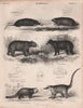 Star-nosed/Cape golden mole American Black/Spectacled bear Red panda Coati 1860