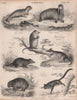 Seal Walrus Virginia Opossum Bandicoot Phascolonus Feathertail glider 1860