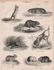 Springhare Cape mole rat Beaver Porcupine Couiy Alpine pika Guinea pig 1860
