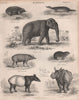 Echidna. Platypus. Indian Elephant & rhino. Babirusa. Hyrax. Malayan Tapir 1860