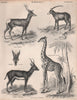 MAMMALIA. Tibetan red deer. Arabian oryx. Giraffe. Blackbuck. BRITANNICA 1860
