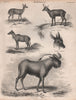 ANTELOPES. Buchbuck Kewel. Chamois. Nilgai. Chousingha. Wildebeest gnu 1860