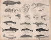 CETACEANS Rough-toothed Bolivian/Ganges river dolphin Beluga whale Manatee 1860