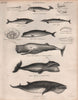 WHALES Narwhal. Greenland Sperm Sowerby's beaked northern bottlenose whale 1860