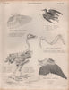 Starling Sturnus vulgaris pigeon Columba livia wing. Golden Eagle skeleton 1860
